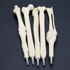 Creative Ball Point Pen Bone Shape Nurse Doctor Student Teacher Stationery Gift  6VB3